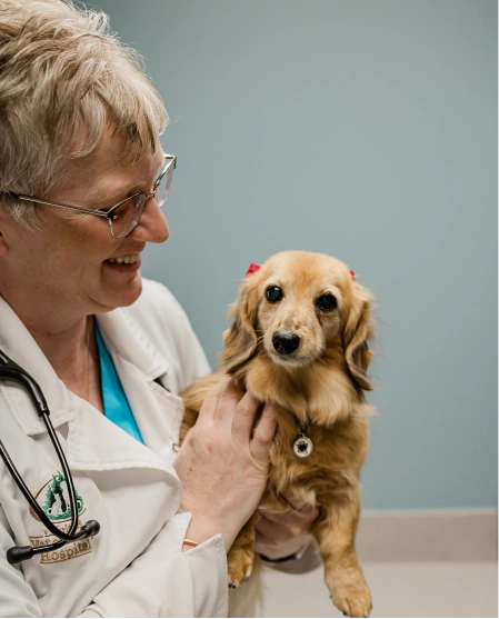 A veterinarian in a white coat smiling while holding a small tan dachshund.