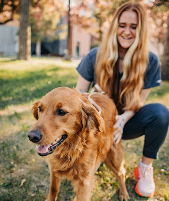 Staff member kneeling outdoors with a happy golden retriever wearing a harness on a sunny day