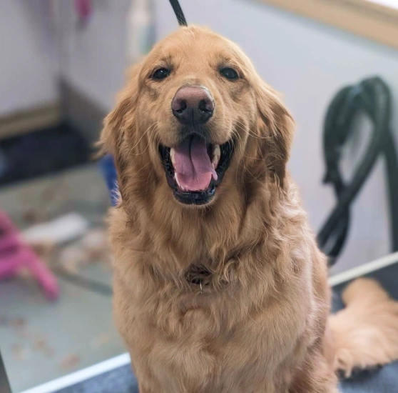 Happy golden retriever smiling in a veterinary clinic grooming area