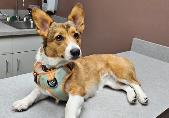 Corgi mix wearing a harness resting calmly on an exam table during a veterinary visit