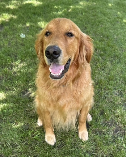 Happy golden retriever sitting outdoors on grass with mouth open in a smile