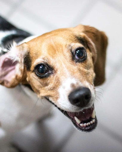 Close-up of a beagle mix dog looking up with mouth open showing its teeth