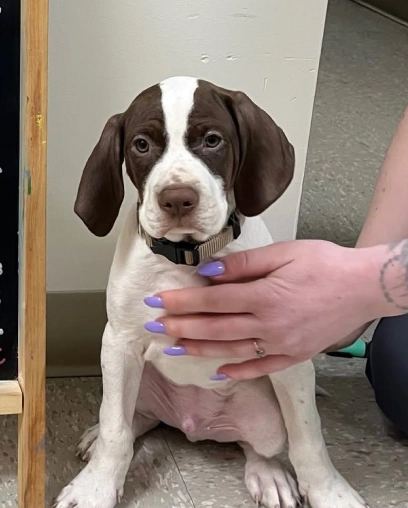 Staff member gently petting a brown-and-white puppy during an exam room visit