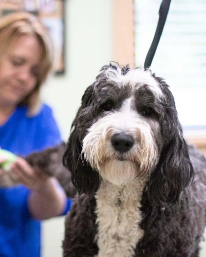 Groomer in blue scrubs grooming a black-and-white bearded collie mix on a leash at the clinic