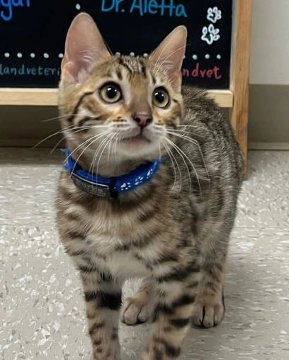 Bengal kitten wearing a blue collar standing on an exam room floor during a wellness visit