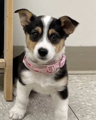 Tricolor corgi mix puppy in a pink collar sitting on the floor during a checkup