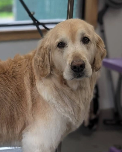 Senior golden retriever with a graying muzzle standing on the grooming table