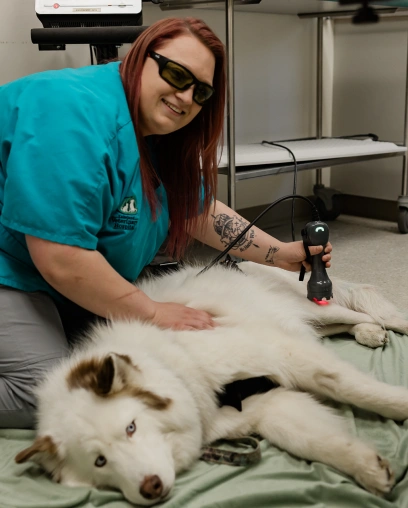 Veterinary staff member performing laser therapy treatment on a husky lying on an exam table