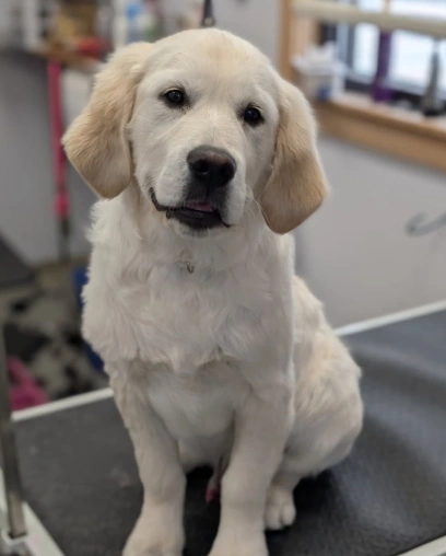 Golden retriever puppy sitting on a table after a veterinary procedure