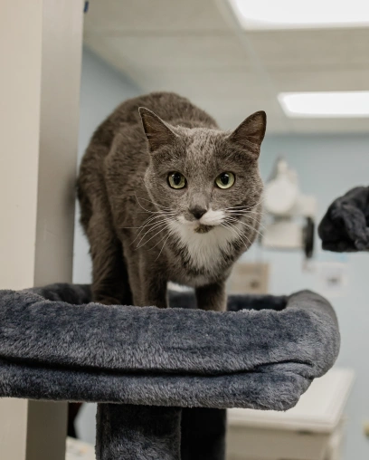 Gray and white cat standing on a cat tree perch in the clinic boarding area