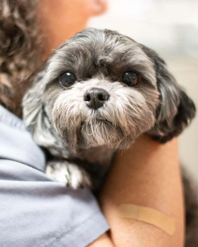 Gray and white shih tzu being held by a staff member after a grooming appointment