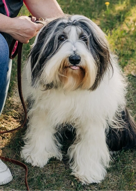 A black and white shaggy-coated dog sitting on grass on a leash, held by a person kneeling beside it.