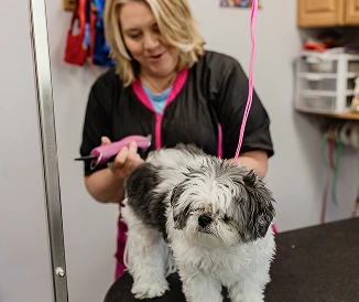 A groomer using clippers on a black and white shaggy-coated dog on a grooming table.