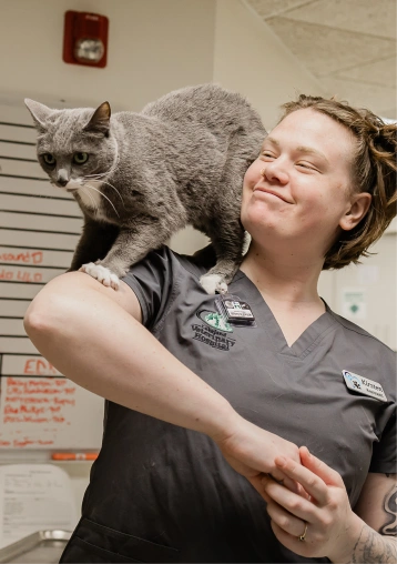 A gray cat with white paws perched on a smiling staff member's shoulder in a veterinary clinic.