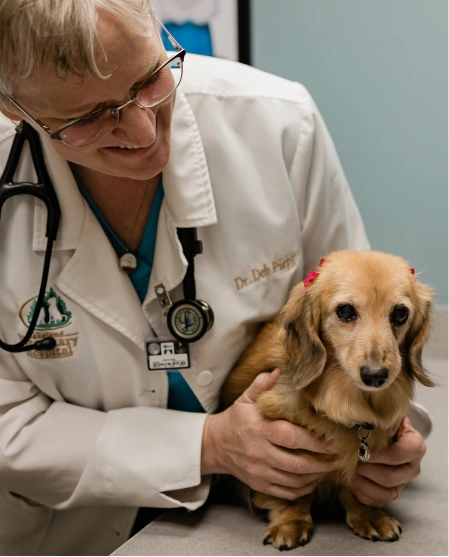 A veterinarian in a white coat smiling while holding a small tan dachshund on an exam table.
