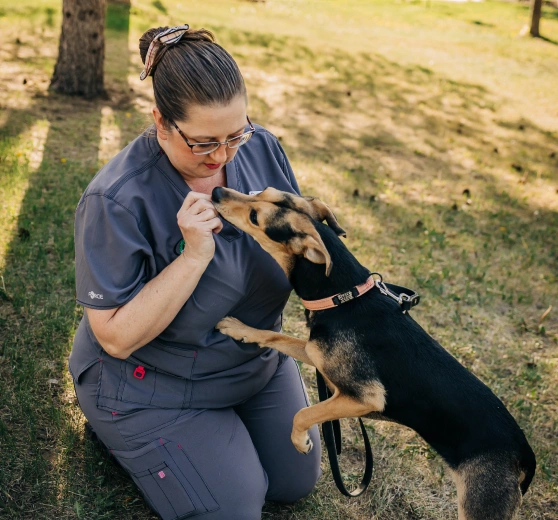 Veterinary staff member kneeling outdoors giving a treat to a friendly shepherd mix dog