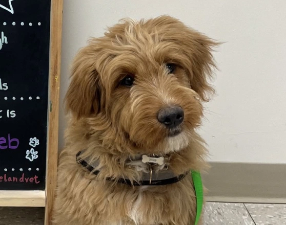 Tan goldendoodle puppy wearing a green leash sitting attentively in an exam room