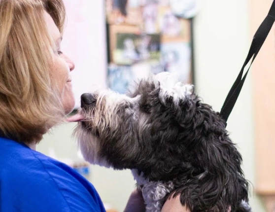 Veterinary team member in blue scrubs receiving an affectionate lick from a small terrier mix