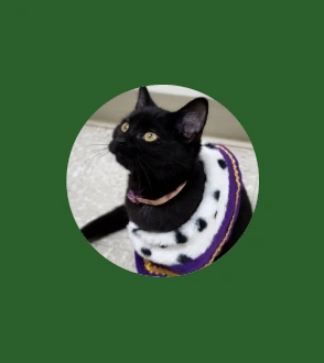Bagel