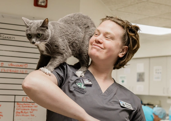 Veterinary technician smiling with a gray cat perched on her shoulder
