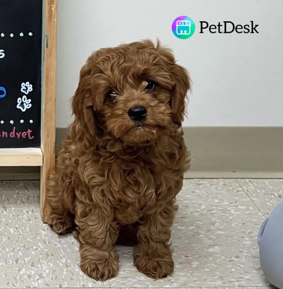 Curly-haired brown Cavapoo puppy sitting on the clinic floor near the PetDesk app logo