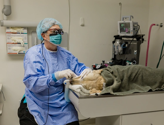 Veterinary professional performing a dental procedure on a sedated pet in surgical gear