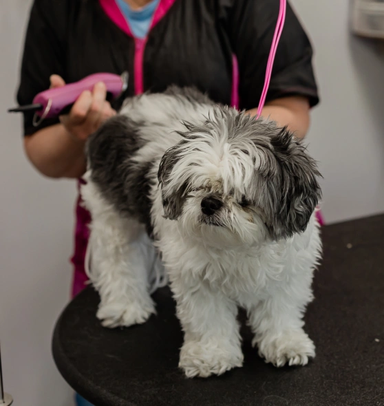 Groomer trimming the coat of a black and white Shih Tzu on a grooming table