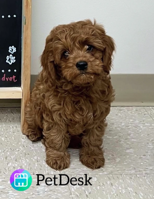 Download Our PetDesk App Today!