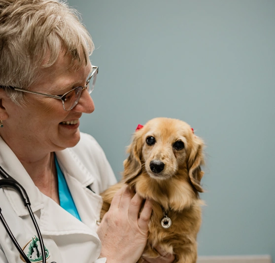 Veterinarian smiling while holding a small long-haired dachshund with a red bow