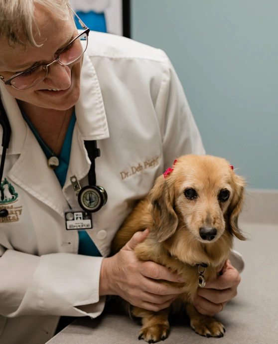 Dr. Deb Pierce examining a senior long-haired dachshund with red bows in its fur