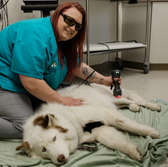 Veterinary technician performing laser therapy treatment on a husky lying on a blanket