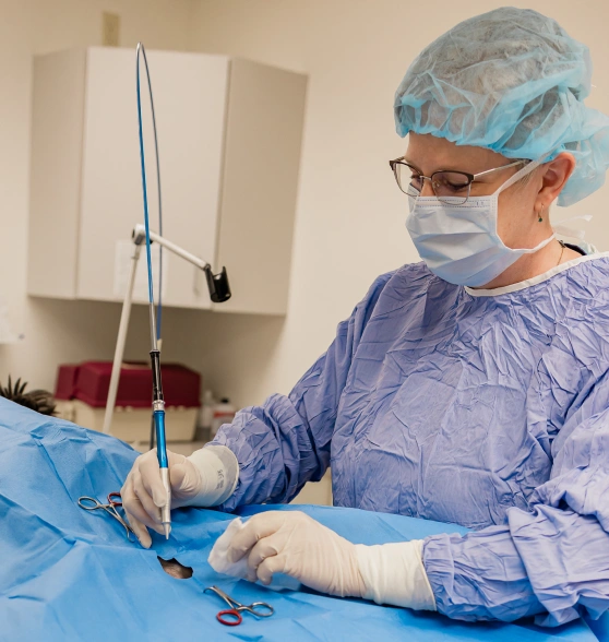 Veterinary surgeon in sterile gown and cap preparing surgical instruments for a procedure