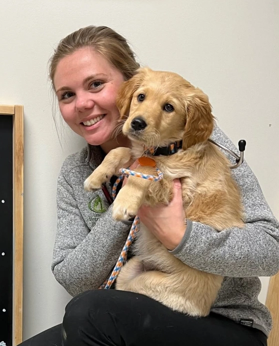 Veterinary team member holding a Golden Retriever puppy at Lakeland Veterinary Hospital