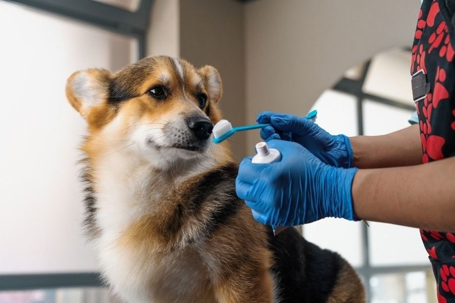 pet-dental-health-beyond-bad-breath