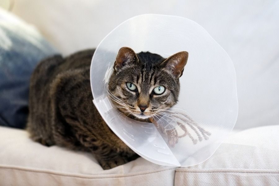 pet-surgery-journey-diagnosis-to-recovery