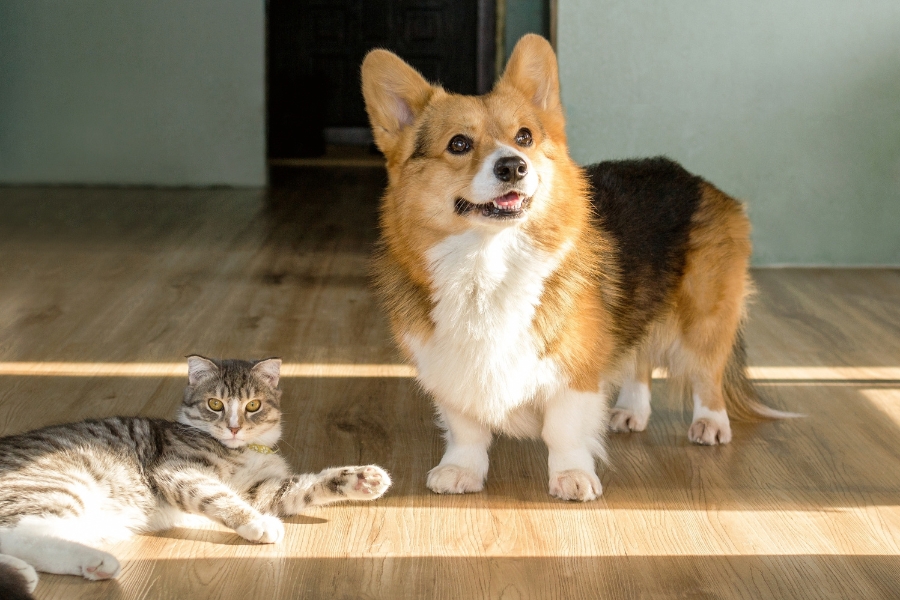 puppy-to-adult-preventative-care