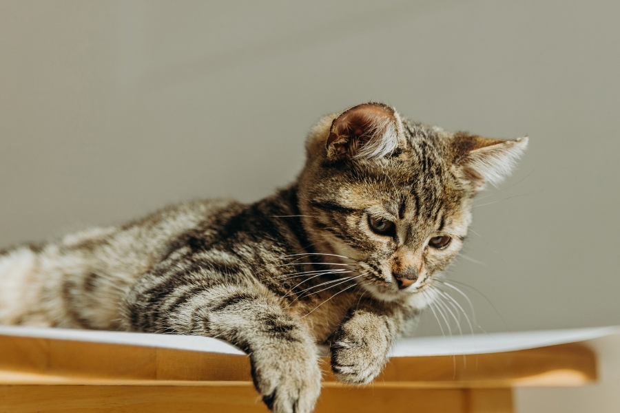 sudden-pet-behavior-changes
