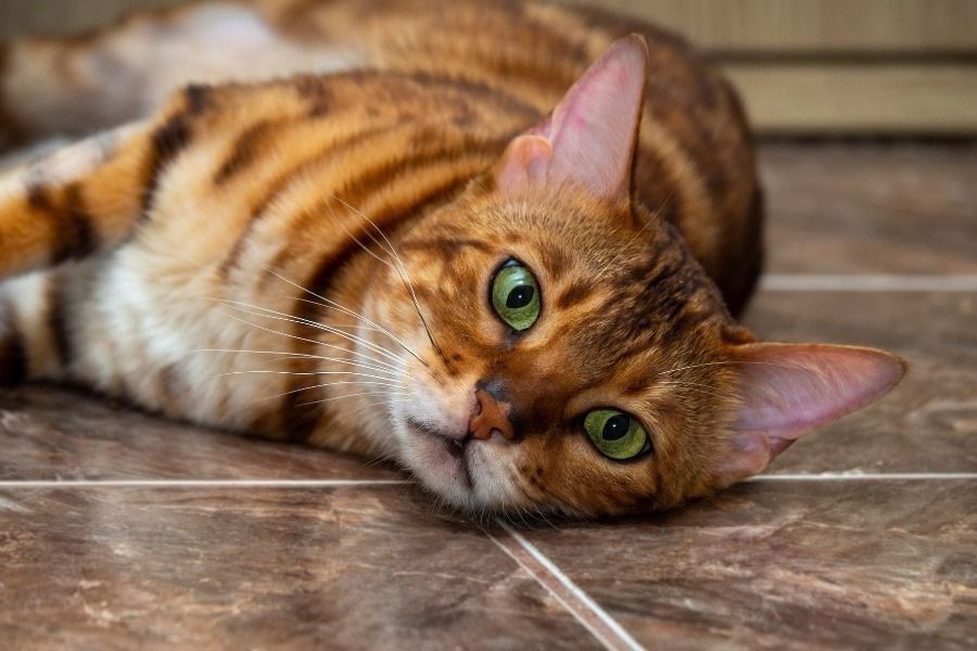 urgent-pet-care-warning-signs