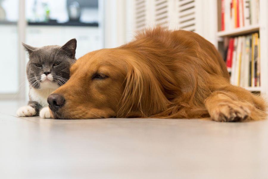 urgent-pet-care